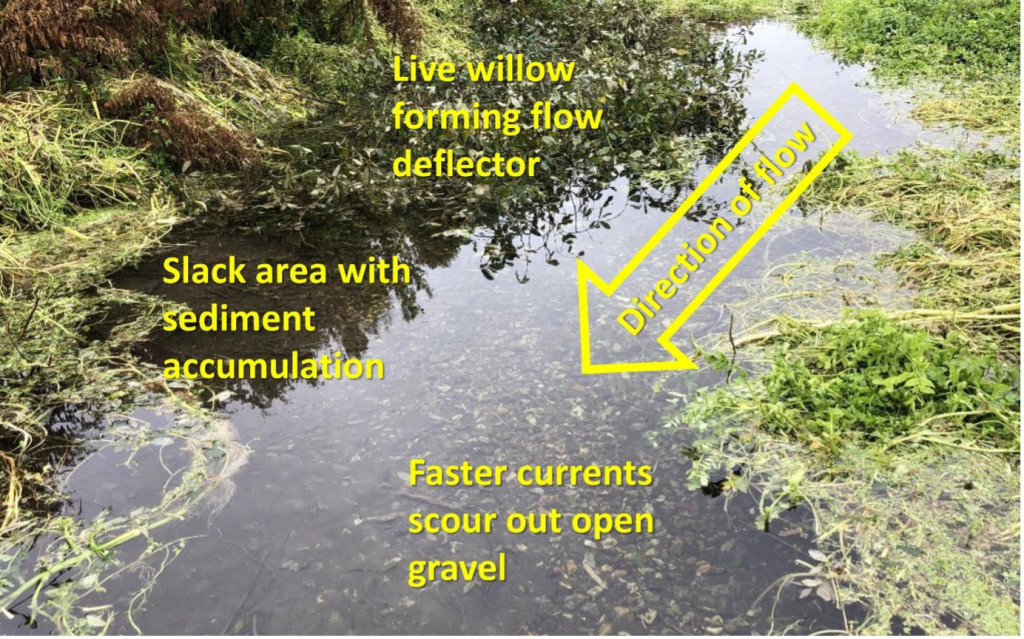 Live willow deflectors in the River Og.